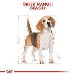 Royal Canin Pellet Beagle Adult Dog Food, Meat Flavour, 3 KG,Pack of 1